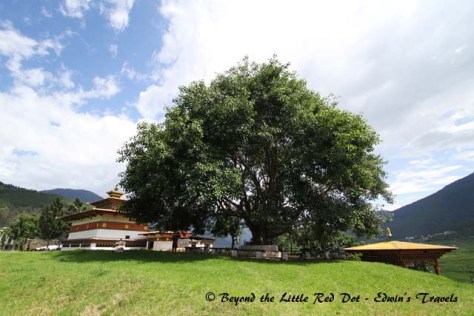 bhutan_bohdi_tree