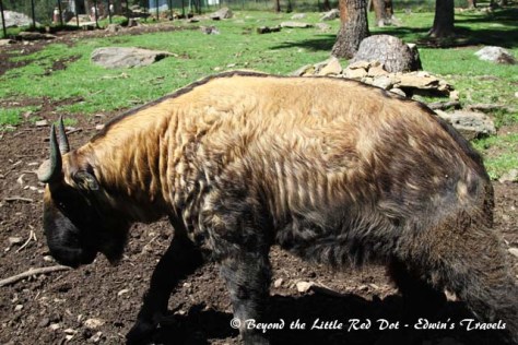 bhutan_takin