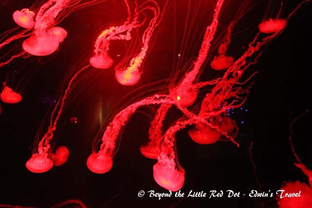 With colorful exhibits of marine creatures.