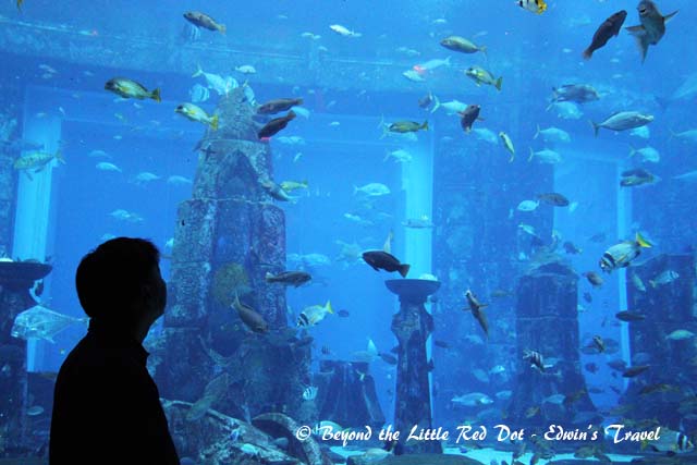 It's another aquarium theme park.