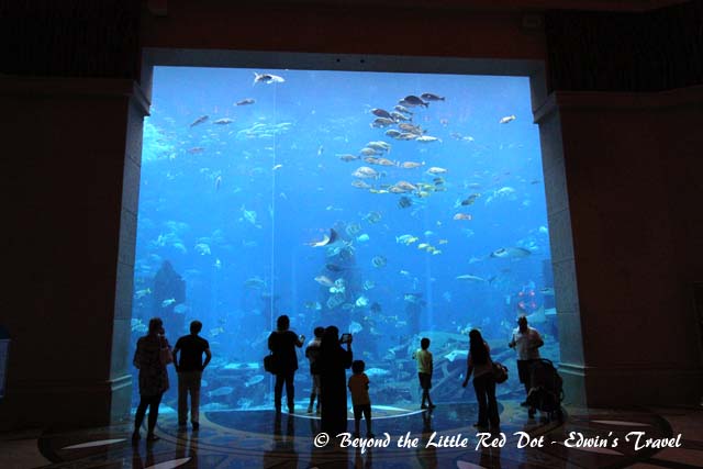 Of course there is the huge aquarium.