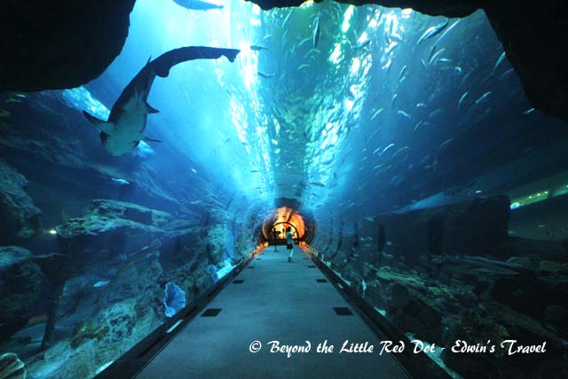 You can walk through the underwater tunnel that runs through the aquarium.