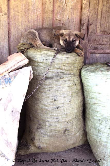 Just couldn't resist this little doggie photo.