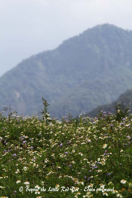 Wild flowers at Topas Ecolodge. This is a high end hotel in the mountains. Isolated from civilization.