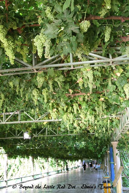 Fascinating walk through a grape vine trellis at the Turpan Water Museum.