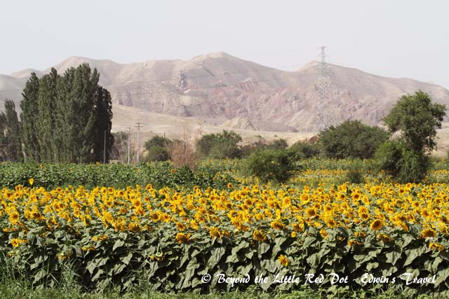 Sunflower farm along the way to the Heavenly Lake. The seeds are used to make sunflower oil.