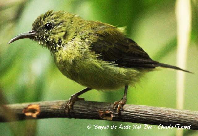 A sunbird sheltering from the rain. 