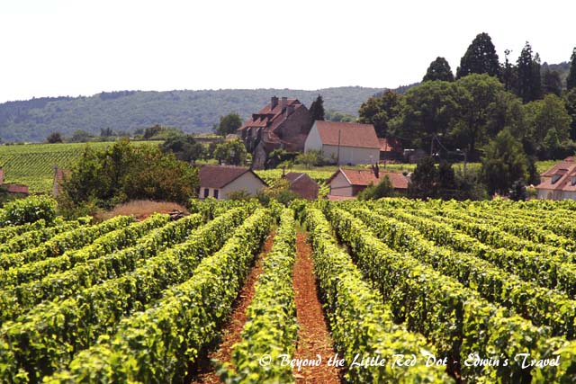 One of many vineyards in the Côte d'Or region.