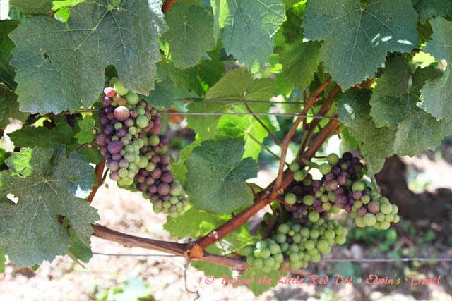 The grapes are not ripe yet, as harvest season is still a couple of months away.