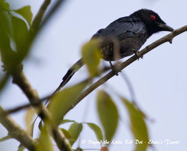 Greater racket-tail drongo near Hort Park.