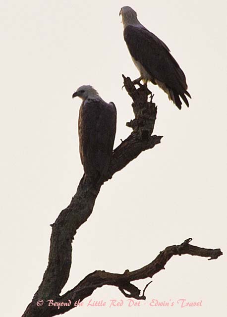 A pair of sea eagles in the morning.