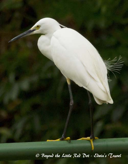 Egret perching on the canal railings. It still has some breeding plumage.