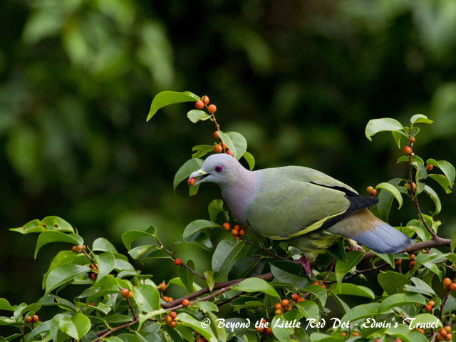 Pink neck green pigeon eating berries from a tree near Hort Park.