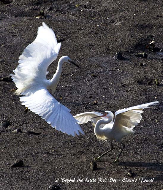 Fight Club for some egrets. They are fighting over food.