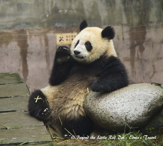 This guy sits and eats like a boss.