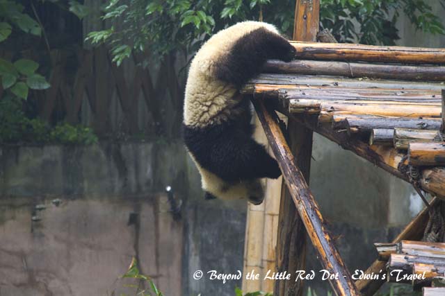 Pandas are surprisingly quite agile despite their cuddly look. This guy could hang upside down and eat from the branches.