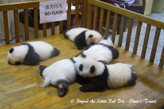 Ooohh... so adorable and cute! Just look at those huggable furballs.