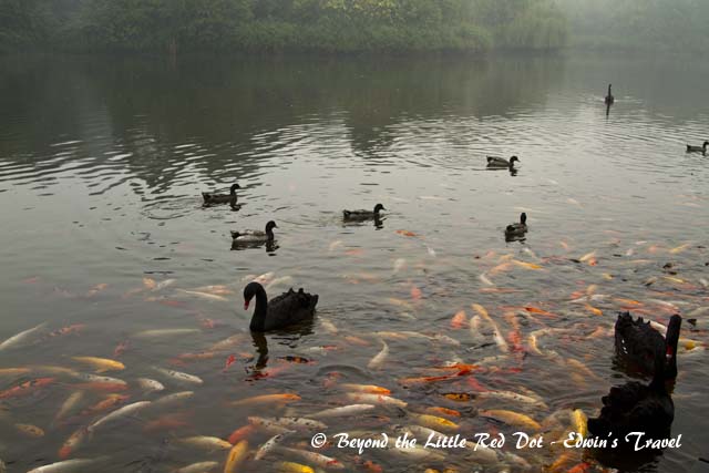 There is a large pond where you can feed the swans and koi. But in this wet and foggy morning, that was not a great idea.