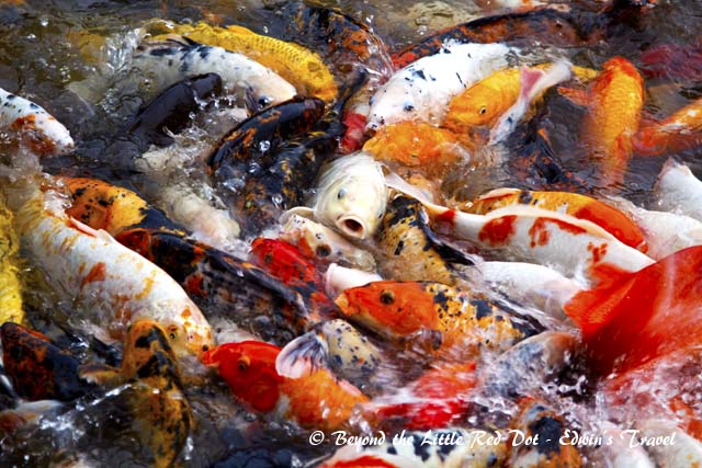 Hungry koi in the morning.