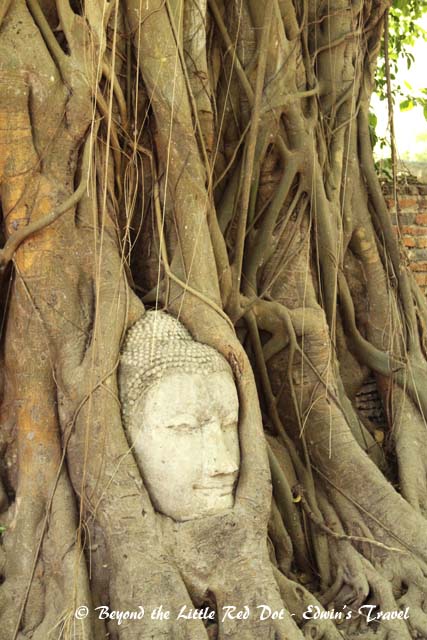 Wat Mahathat is famous for the Buddha head in the tree.