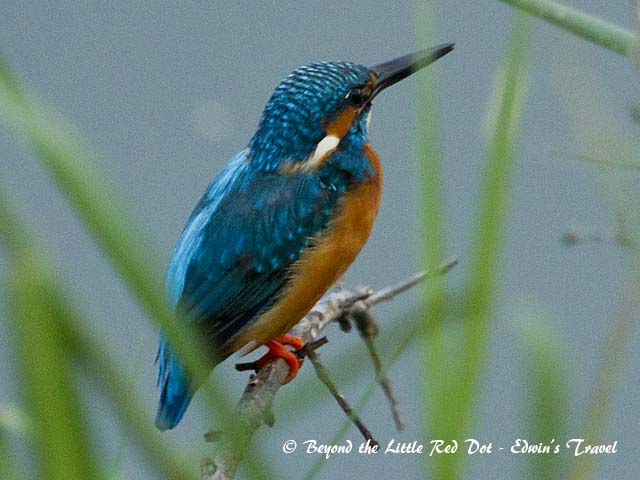 Common kingfisher at Punggol Waterway.