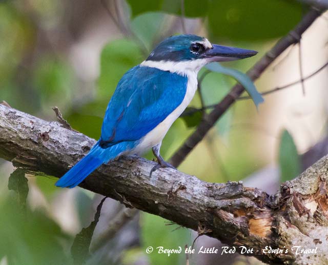 There are many species of kingfishers in Singapore. This is the white collared kingfisher.