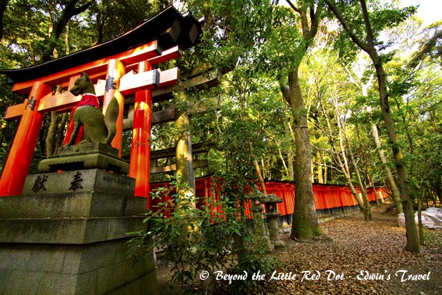 It's tori gates form walkways that meander in the hill behind the shrine. The fox is the symbol of Inari and you can find statues of foxes scattered all around.