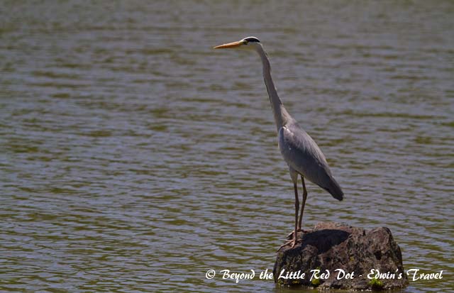 These cranes were standing so still I thought they were just statues.