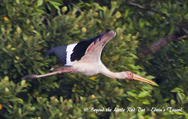 The milky stork looks awkward on land but is graceful in flight.