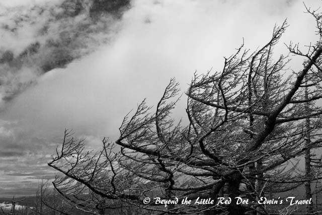 The trees are mostly bent out of shape by the wind and snow.
