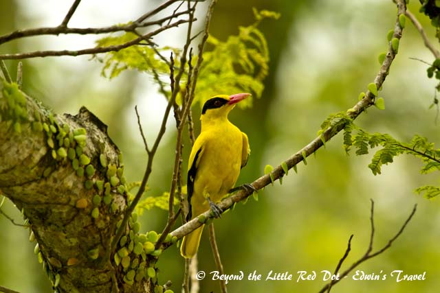 Also very common around HDB estates is the black-nape oriole.
