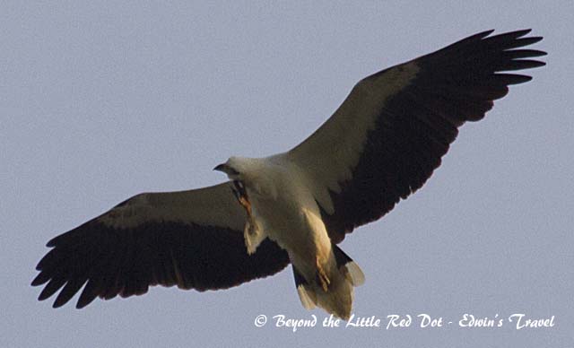 A white bellied sea eagle scratching that itch while flying.