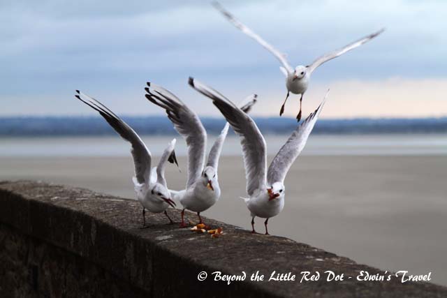 Tourists were feeding the seagulls. Perfect timing on the wings.