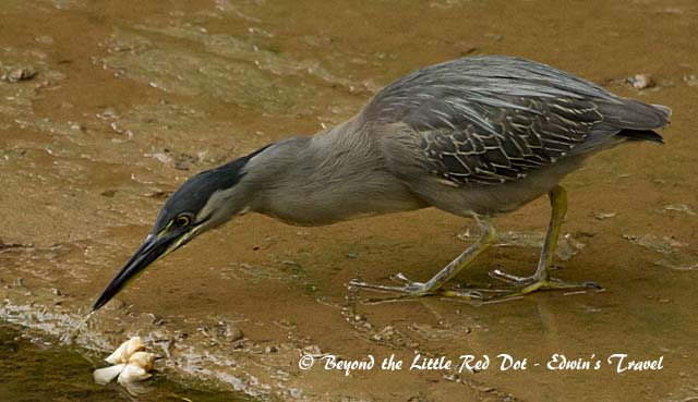 Commonly seen in our canals is the striated heron. 