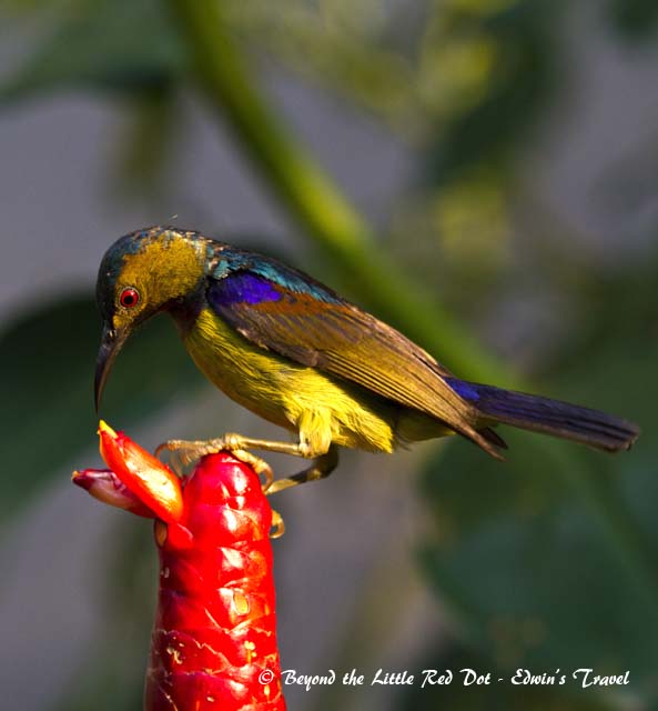 Brown throated sunbird at Singapore Botanic Garden.