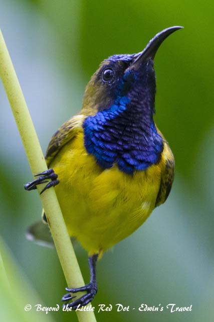 Olive backed sunbird.