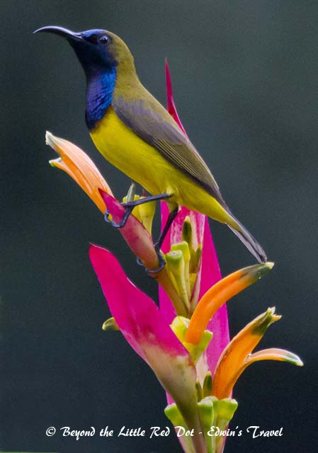 Posing with the Heliconia plant.