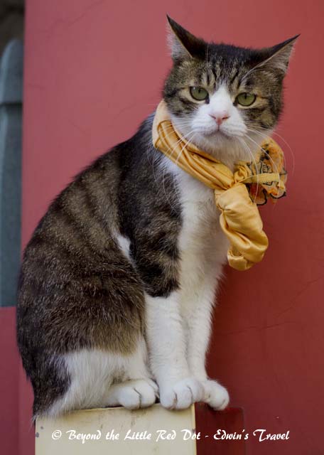 The cat wasn't too pleased, as it to squat on a small ledge.