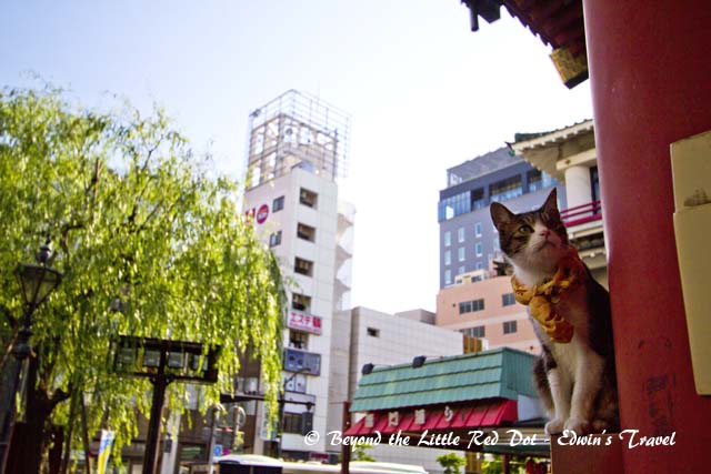Someone put a fortune cat at the gate to the temple.