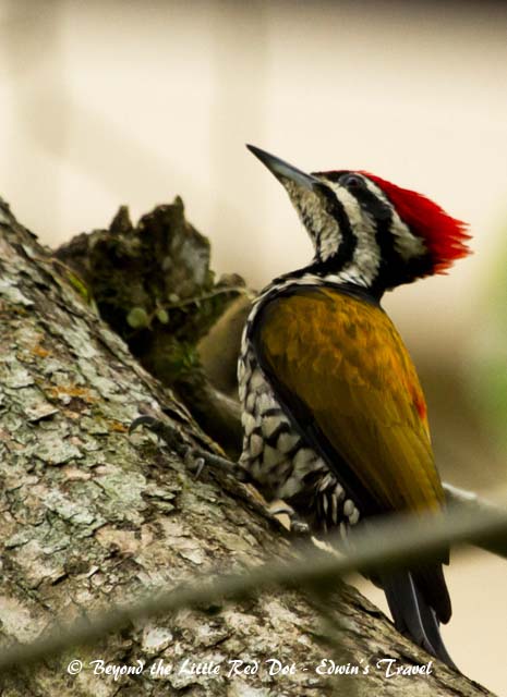 Male common flameback woodpecker at Ulu Pandan park connector.
