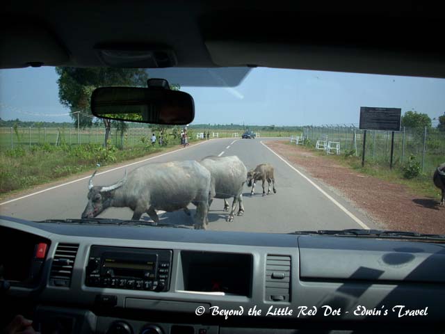 The hotel arranged a pickup for us at the airport. The mini-van had just turned out of the airport and we ran into a bunch of cows.