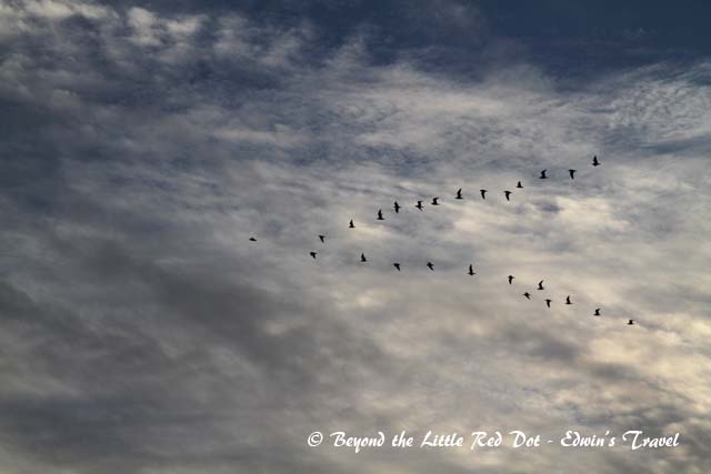 Watching migrating birds from the boat.