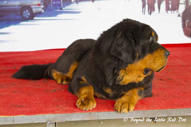 Since we are in Tibet, we had to see the Tibetan Mastiff. We brought to a farm where they reared these large and expensive dogs.