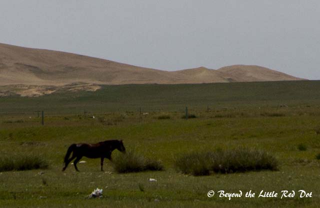 The area where we were was surrounded by sand dunes and grasslands.