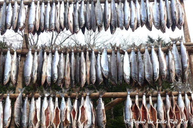 Fishing is one of the main activities of the Ainu and they salt and dry the fish in the open.