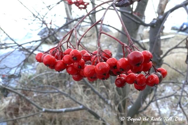 Some local berries on the trees beside the lake.