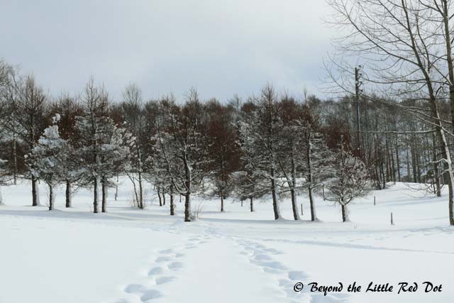 After the snow storm had abated, I could only see our footprints in the snow.