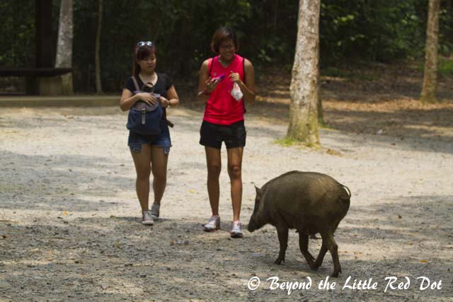 Beauty and he beast.