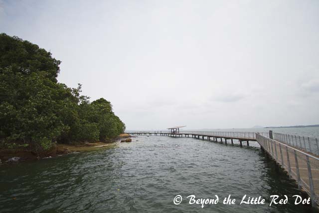 There is a boardwalk for visitors to go round the protect zone without stepping on the corals and disturbing the wildlife.
