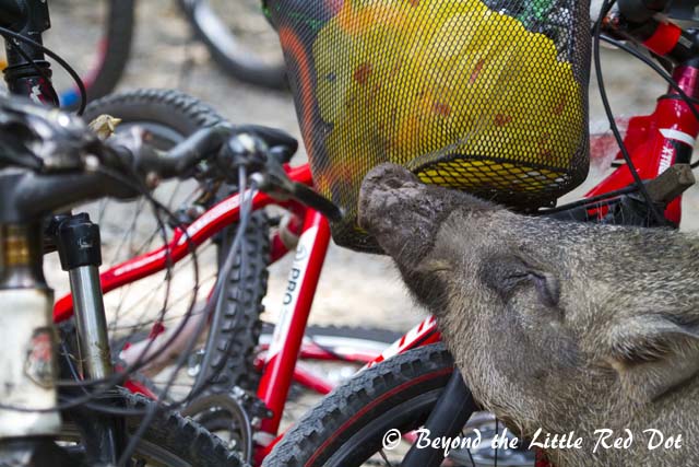 These boars were too used to humans. Here they are sniffing for food that visitors have left in their parked bicycles.